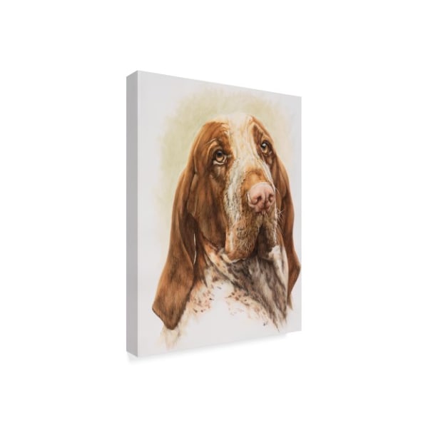 Barbara Keith 'Bracco Italiano Portrait' Canvas Art,14x19